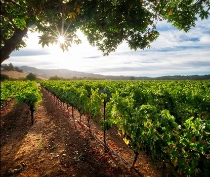 Seneca Services Step Approach Location Sonoma